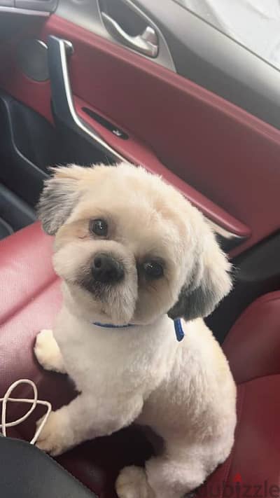 Shih Tzu cute dog for sale urgent