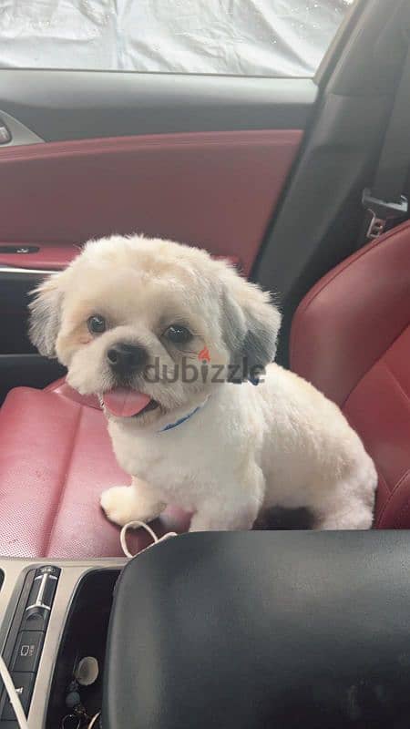 Shih Tzu cute dog for sale urgent 1