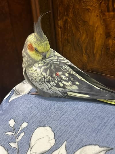 tamed cockatiel كوكتيل اليف