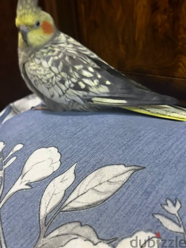 tamed cockatiel كوكتيل اليف 1