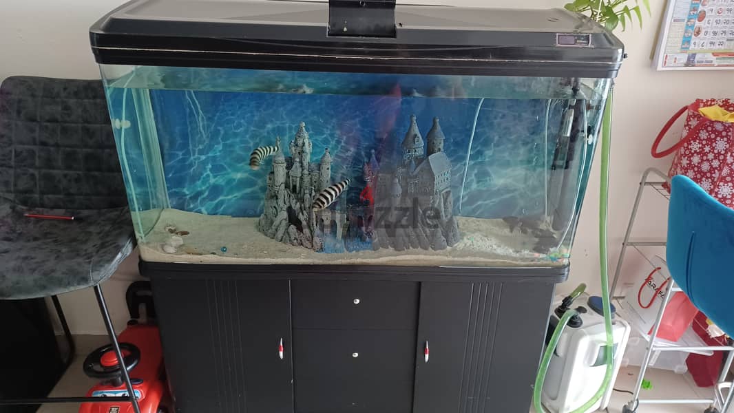 Big size aquarium urgent sell 1