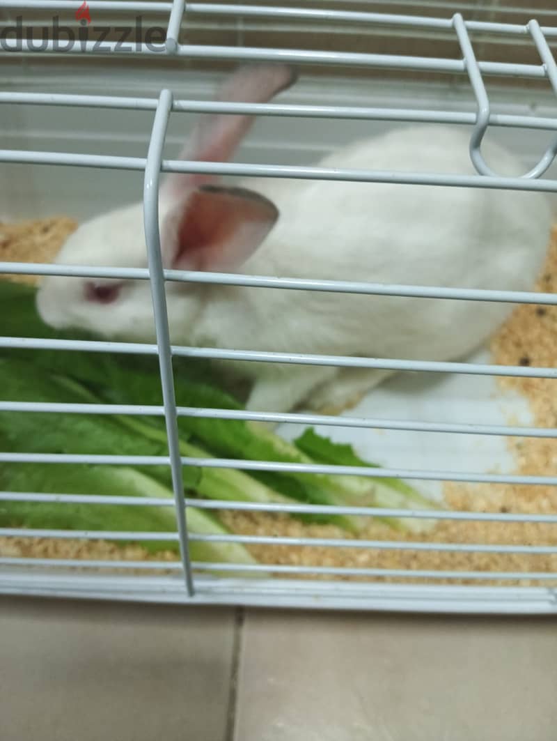 Free Rabbit for Adoption 1