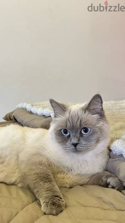 cat for adoption قطه للتبني