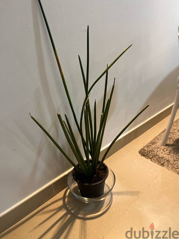 nice indoor plant 0