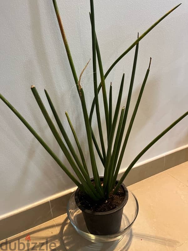 nice indoor plant 1