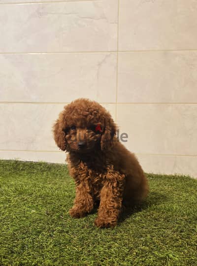 Mini toy poodle