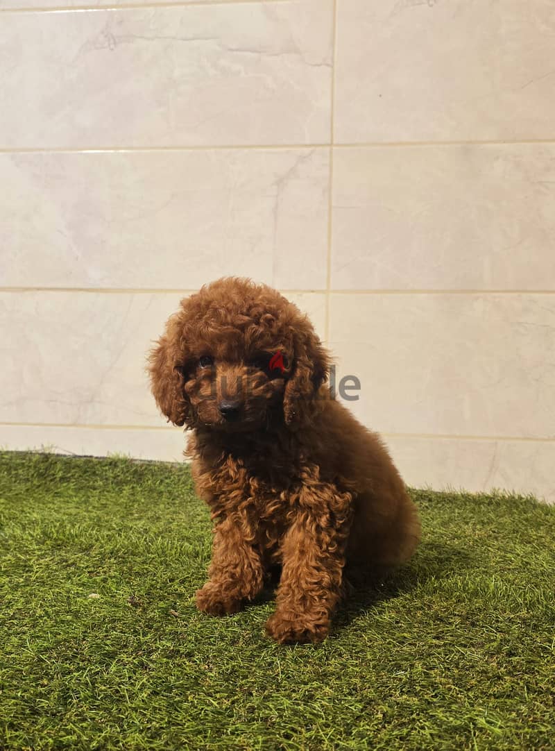 Mini toy poodle 0