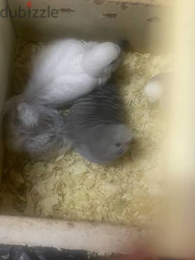 baby budgies