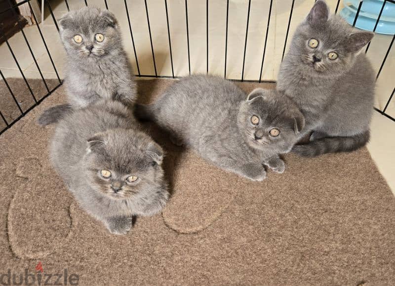 scottish kittens for sale 1