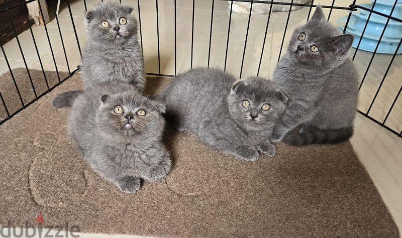 scottish kittens for sale 2