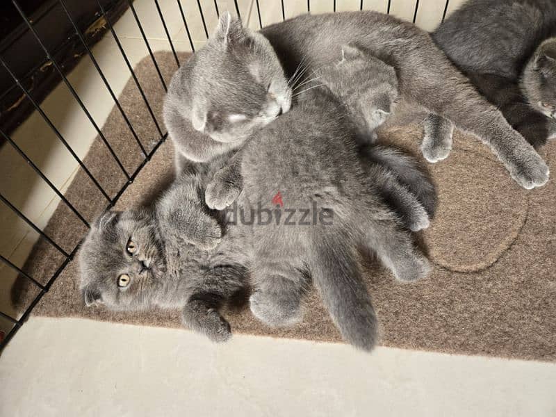 scottish kittens for sale 3