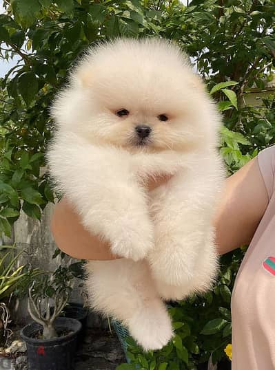 بومرينين اناث وذكور مستوردين imported pomeranian