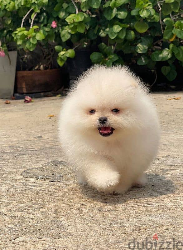 بومرينين اناث وذكور مستوردين imported pomeranian 2