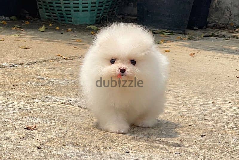 بومرينين اناث وذكور مستوردين imported pomeranian 4