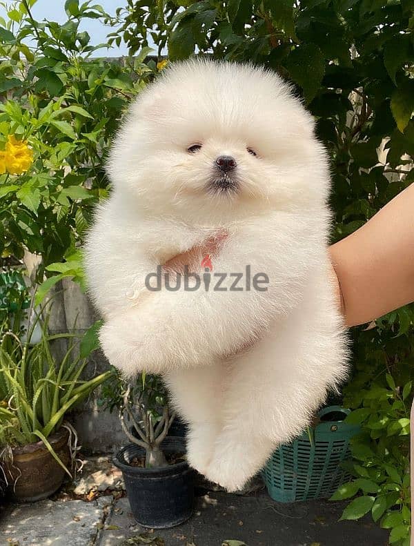 بومرينين اناث وذكور مستوردين imported pomeranian 5