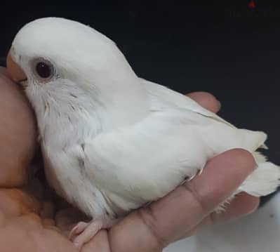 albino red eye love bird for sale