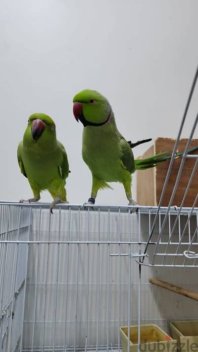 speaking parrot couple