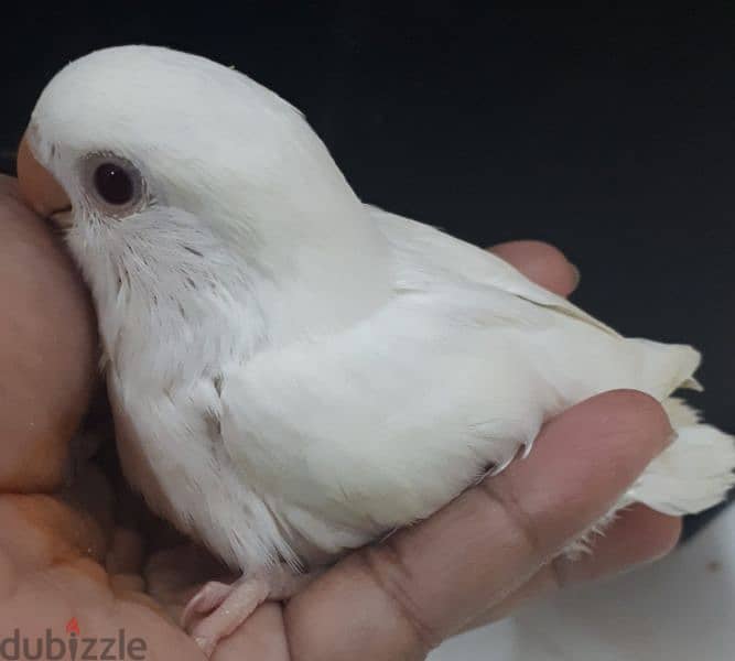 tamed love birds urgent for sale 0