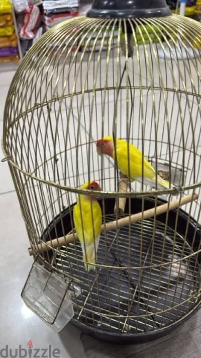 Lovebird Pair