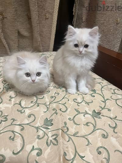 Two Persian Kittens For Adoption