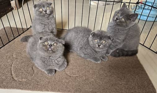 PURE SCOTTISH  FOLD KITTENS