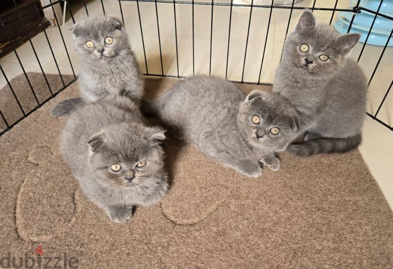 PURE SCOTTISH  FOLD KITTENS 1