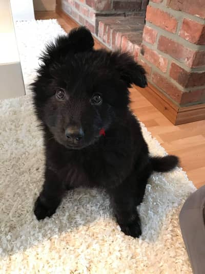 Poodle and pomeranian