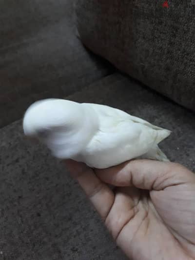 albino red eye love bird for sale