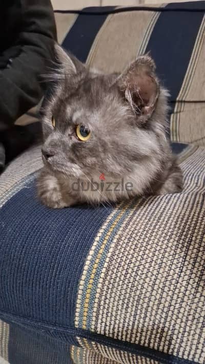 persian cat with carry bag