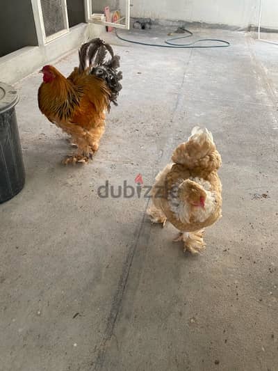 burhama chicken pair for sale