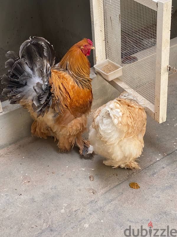 burhama chicken pair for sale 1