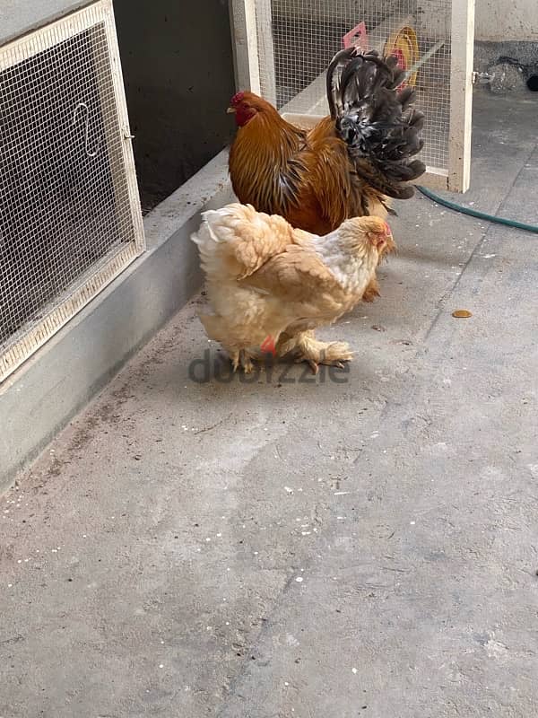 burhama chicken pair for sale 2