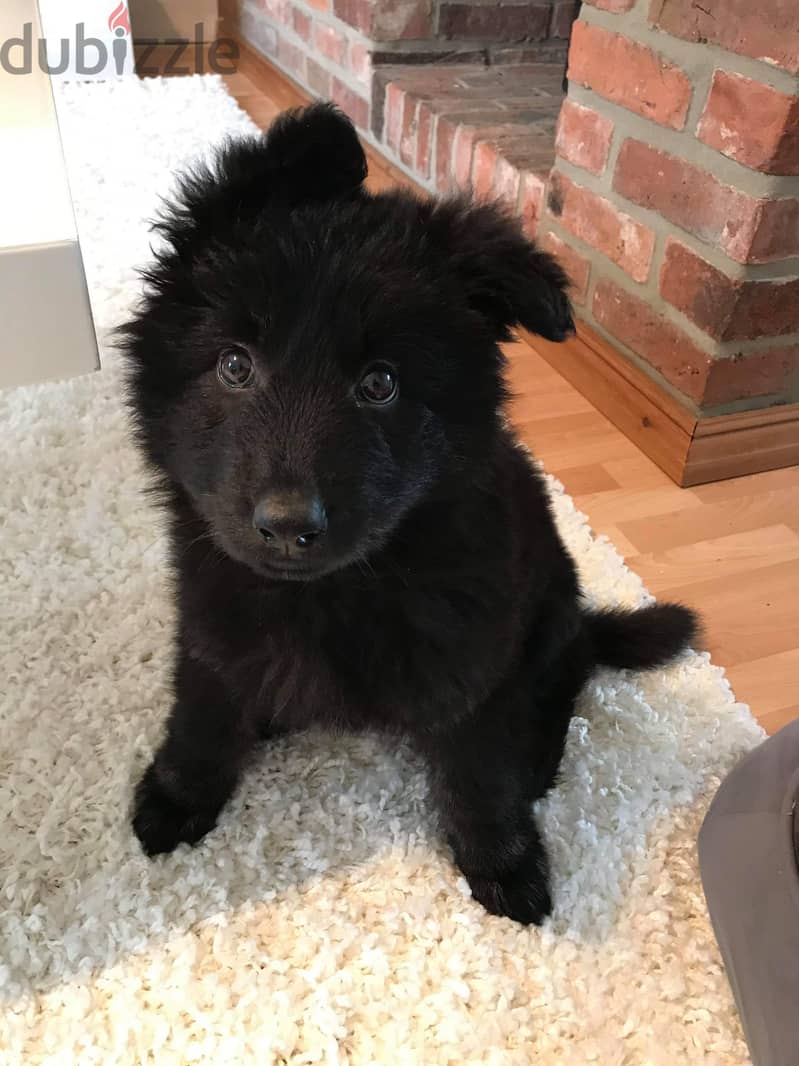 German shepherd, pomeranian, poodle 3