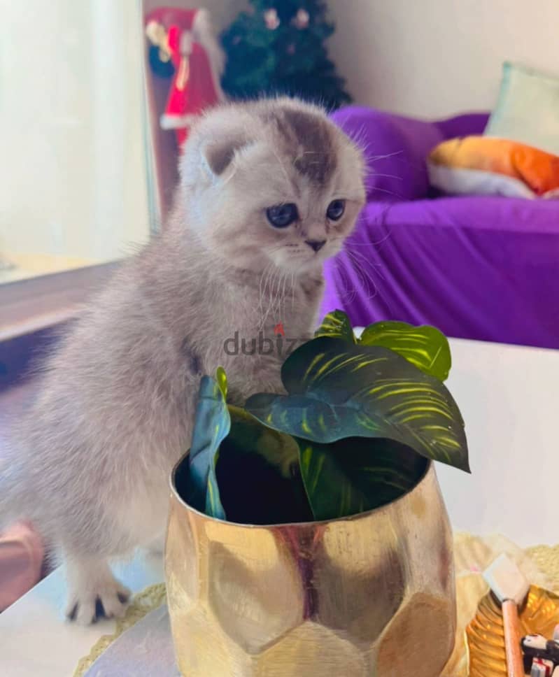 Scotch fold kittens for sale 0