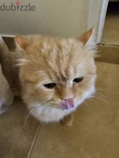 male cat for adoption