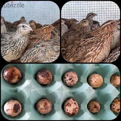 quail and eggs for sell