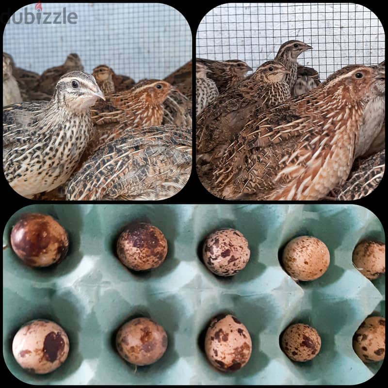 quail and eggs for sell 0