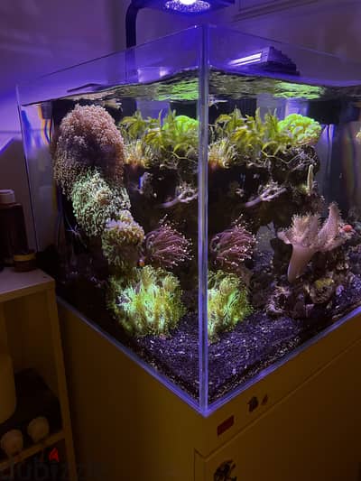 Marine fish tank (Saltwater aquarium complete set)