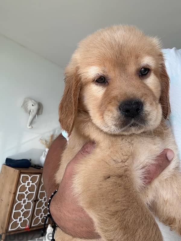 GOLDEN retrievers for sale 1