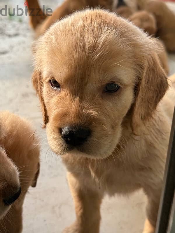 GOLDEN retrievers for sale 2