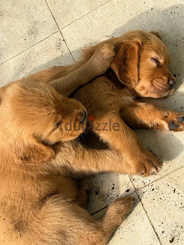 GOLDEN retrievers for sale 3