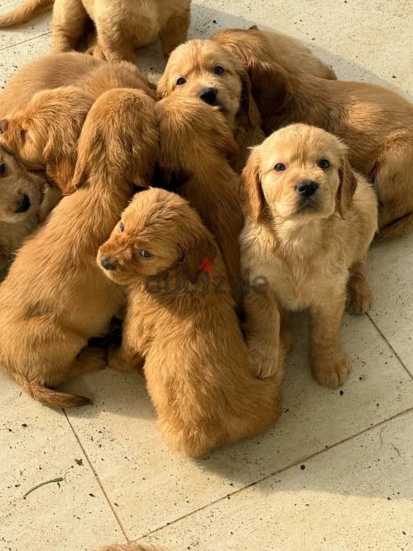 GOLDEN retrievers for sale 4