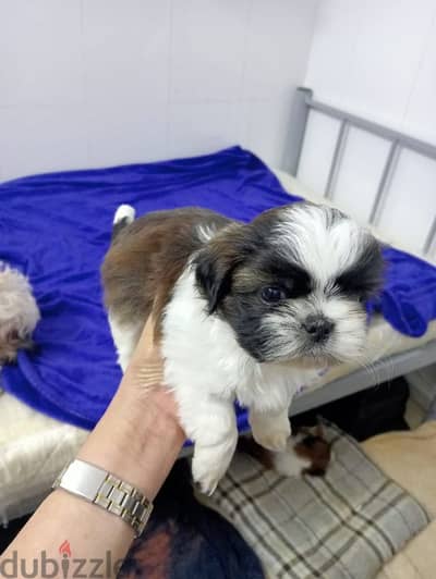 Cutie Shih Tzu Puppy