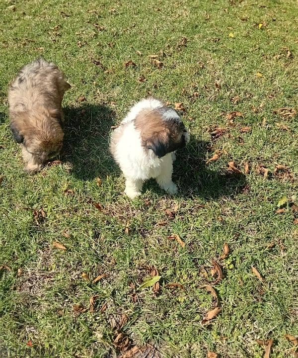 male and female shitzo puppies 1