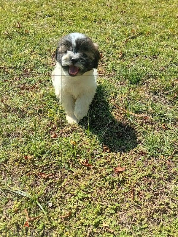 male and female shitzo puppies 2