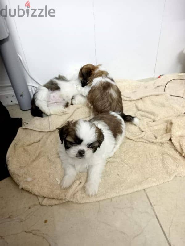 Cutie Shih Tzu Puppy 0