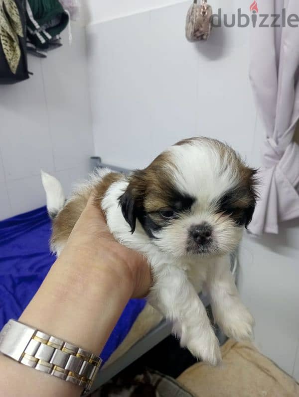 Cutie Shih Tzu Puppy 2