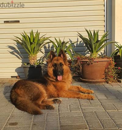 male German sheperd long hair