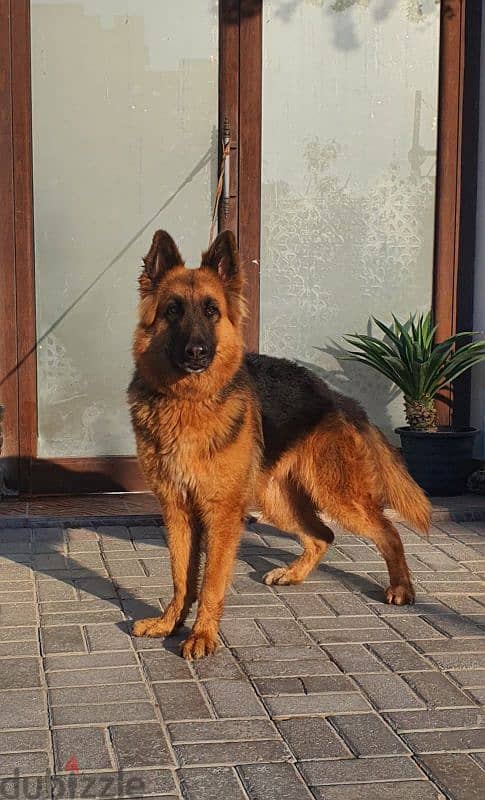 male German sheperd long hair 1