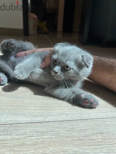 Scottish fold x Maine coon